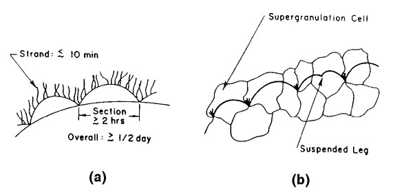 structure of prominence